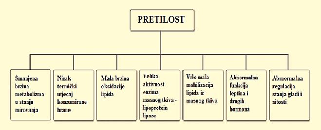 2.1. Pretilost kao globalni problem modernog doba Pretilost je rezultat načina života povezan s unosom hrane povećanih kalorijskih vrijednosti i nedostatkom tjelesne aktivnosti.