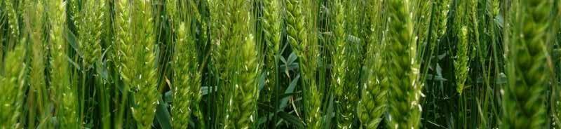 Ozima sorta pšenice Rana sorta Visokog sadržaja proteina u zrnu Preporučeni rok sjetve: 10. - 25.