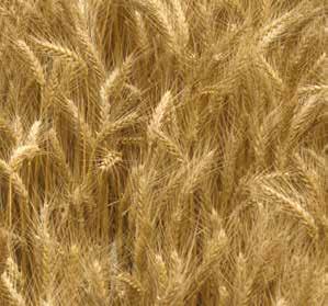Sorte pšenice u našoj ponudi Basilio Prinos za ponos, kvaliteta za pohvalu.