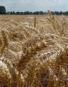 Stočni ječam ETINCEL Ozimi stočni ječam Prinosi i kvaliteta za koju će se čuti Pšenica U našoj ponudi se nalaze