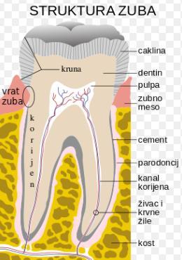 Slika 2. Struktura zdravog zuba 2.2.1. Dentin Dentin je ovapnjelo tkivo slično kosti, ali sadrži više kalcijevih soli, te je zbog toga tvrđe.