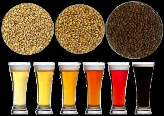 2. LITERATURNI PREGLED 2.1. SLAD Slad je najbitniji sastojak piva. On određuje njegov okus, boju, gustoću i jačinu. Proces pretvorbe ječma u slad najbitniji je za dobivanje piva.