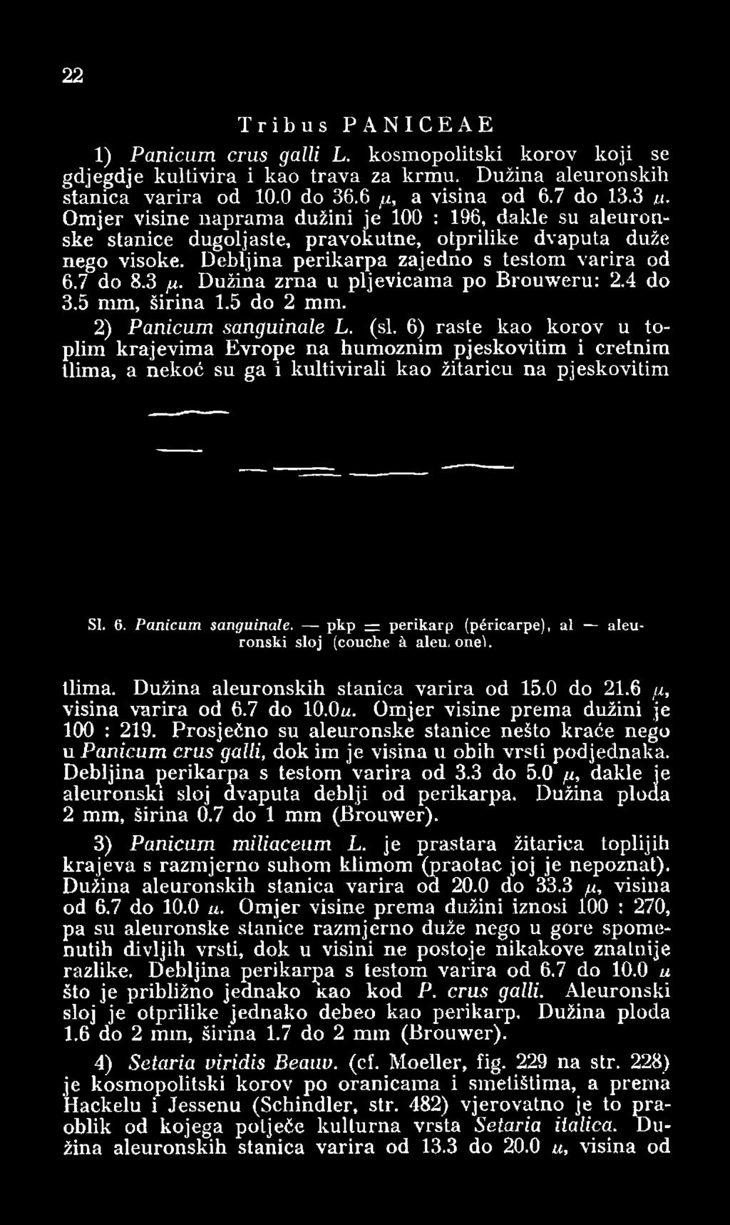 Dužina zrna u pljevicama po Brouweru: 2.4 do 3.5 mm, širina 1.5 do 2 mm. 2) Panicum sanguinale L. (si.