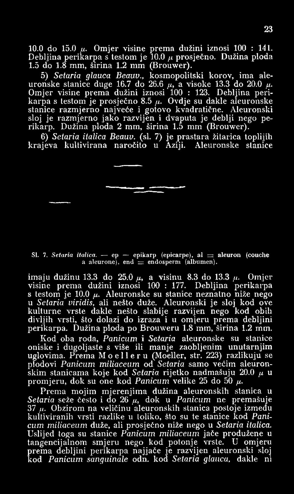 Ovdje su dakle aleuronske stanice razmjerno najveće i gotovo kvadratične. Aleuronski sloj je razmjerno jako razvijen i dvaputa je deblji nego perikarp. Dužina ploda 2 mm, širina 1.5 mm (Brouwer).