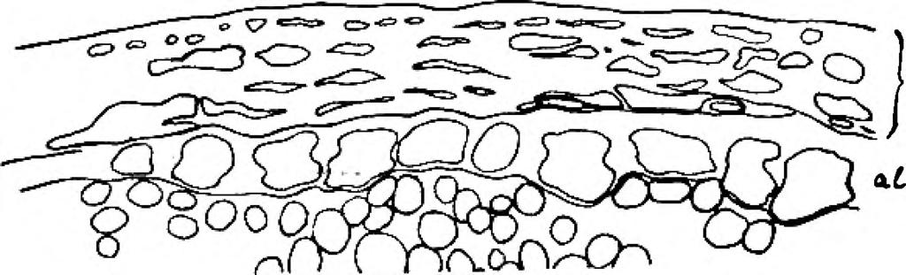 pkp = perikarp (péricarpe), al = aleuronski sloj (couche à aleurone). galli. Na perikarpu razabire se epiderma s mesokarpom i poprečnim stanicama, a dijelom i mješinaste stanice.