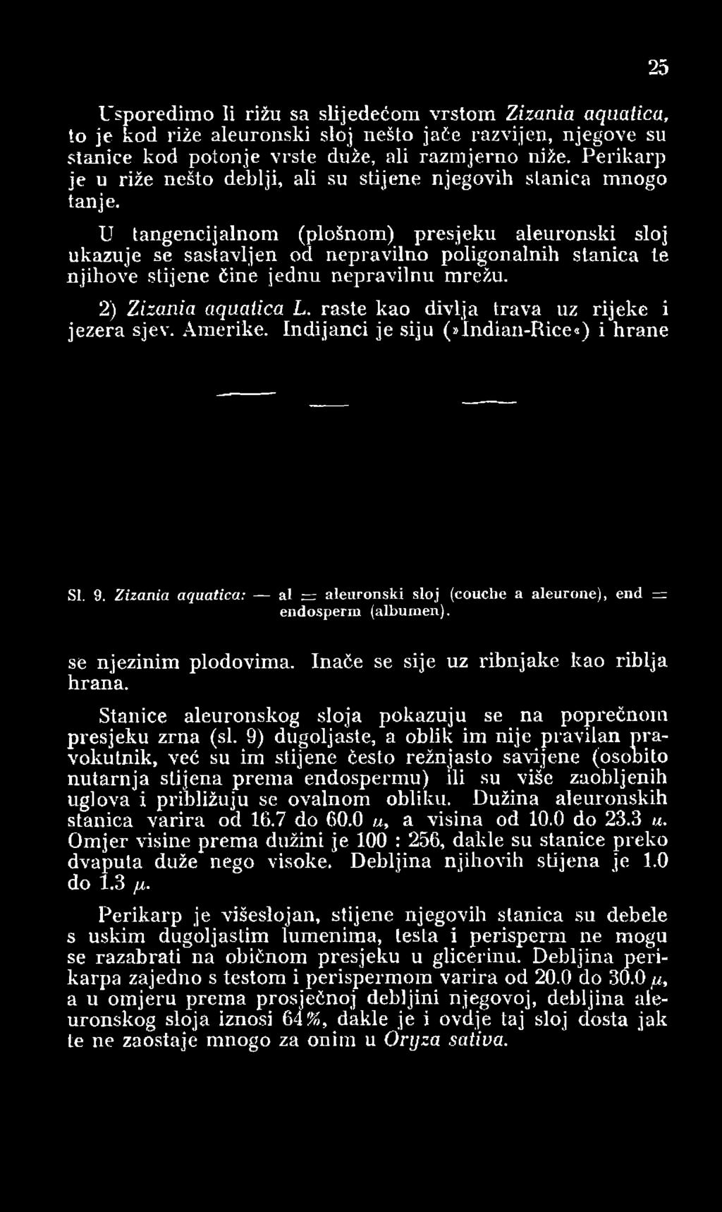 U tangencijalnom (plošnom) presjeku aleuronski sloj ukazuje se sastavljen od nepravilno poligonalnih stanica te njihove stijene čine jednu nepravilnu mrežu. 2) Zizania aquatica L.