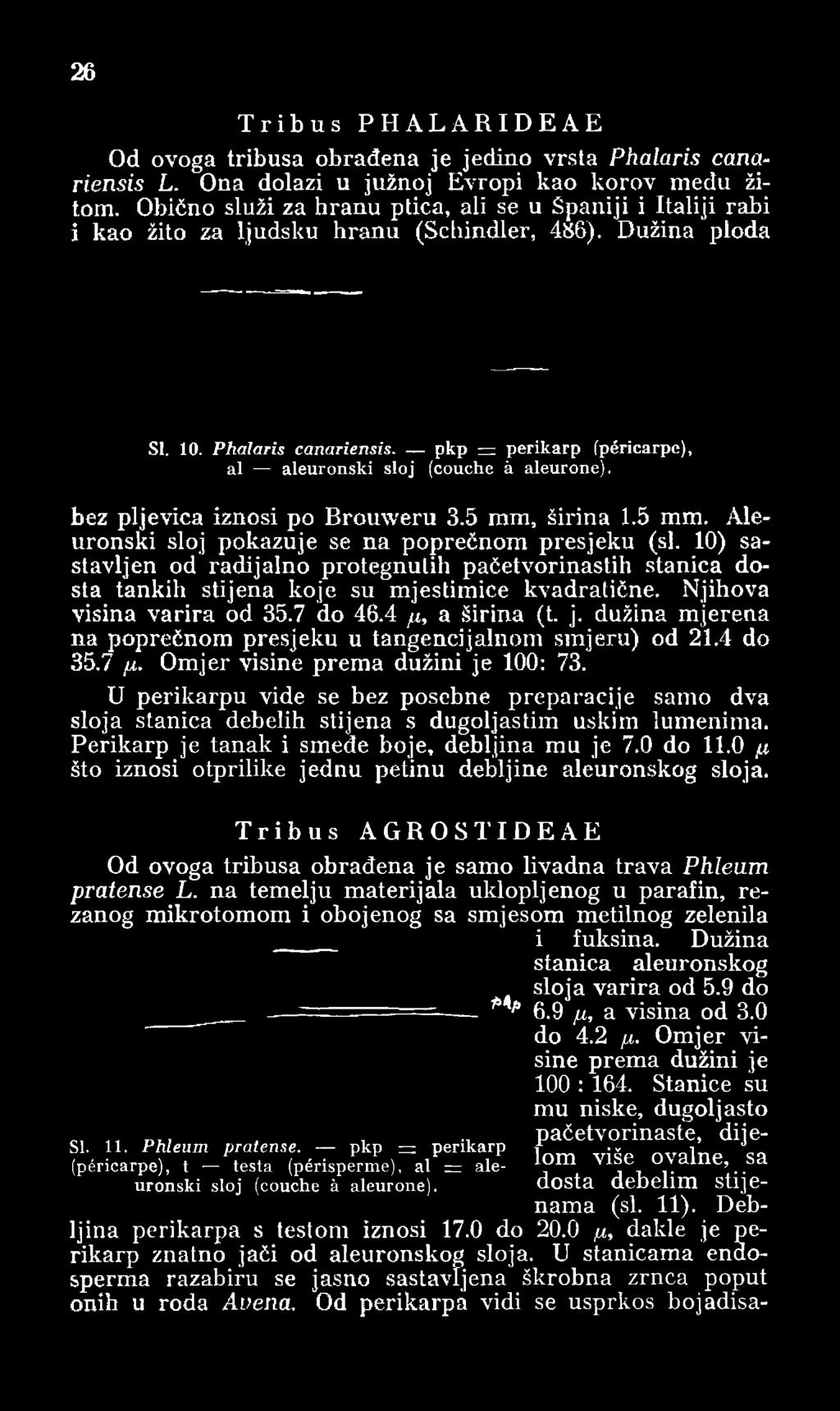 pkp = perikarp (péricarpe), al aleuronski sloj (couche à aleurone). bez pije vica iznosi po Brouweru 3.5 mm, širina 1.5 mm. Aleuronski sloj pokazuje se na poprečnom presjeku (si.