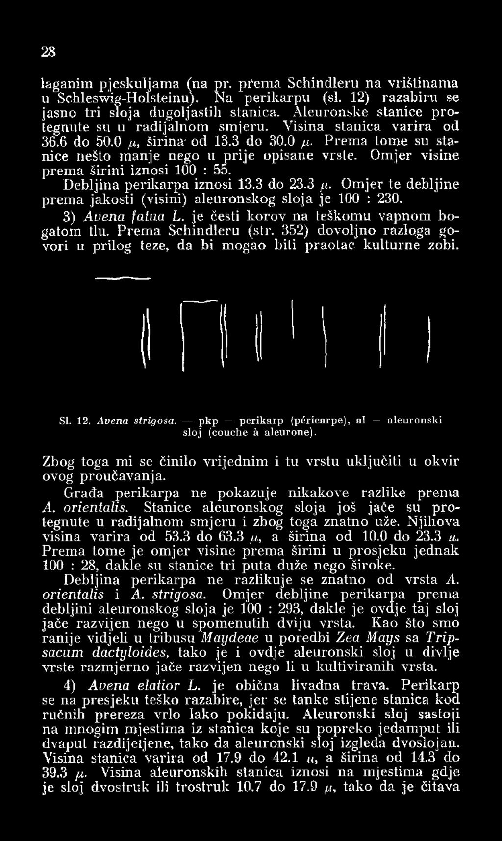 Omjer visine prema širini iznosi 100 : 55. Debljina perikarpa iznosi 13.3 do 23.3 ft. Omjer te debljine prema jakosti (visini) aleuronskog sloja je 100 : 230. 3) Auena fatua L.