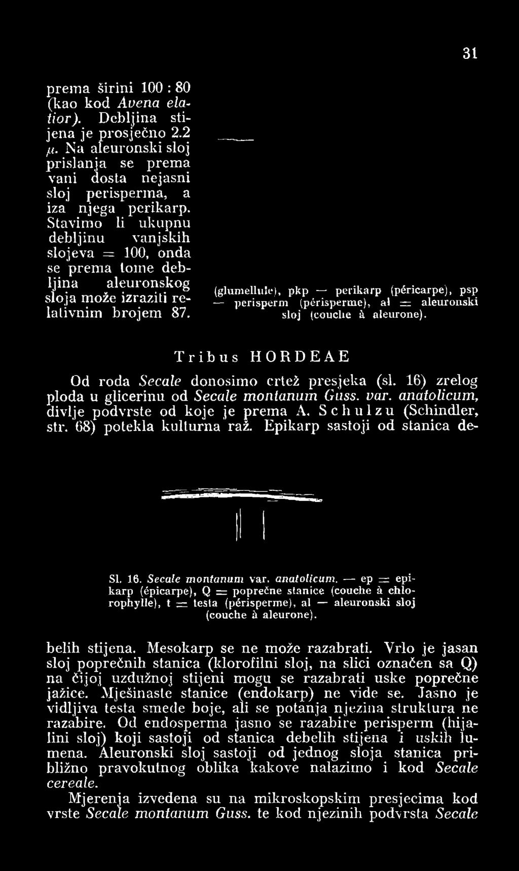 (glumellule), pkp perikarp (péricarpe), psp perisperm (périsperme), ai = aleuronski sloj (couclie à aleurone). Tribus HORDEAE Od roda Secale donosimo crtež presjeka (si.