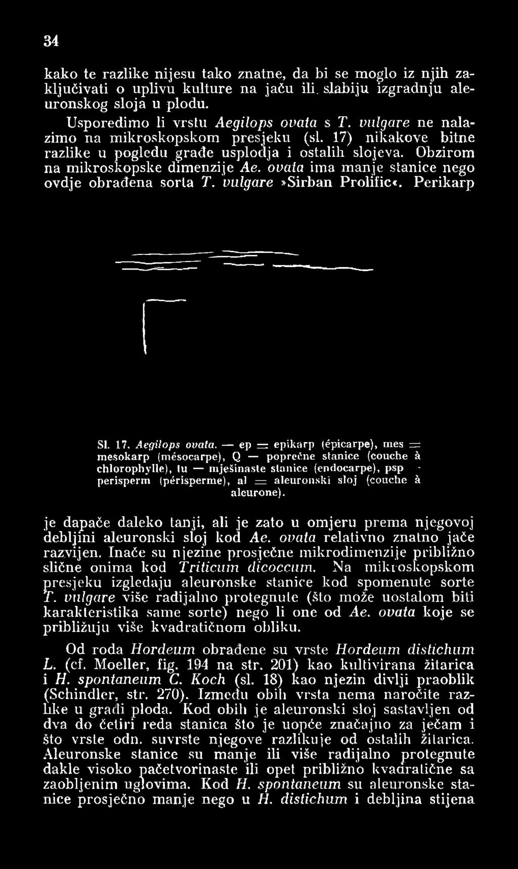 ovala ima manje stanice nego ovdje obrađena sorta T. vulgare»sirban Prolific«. Perikarp SI. 17. Aegilops ovata.