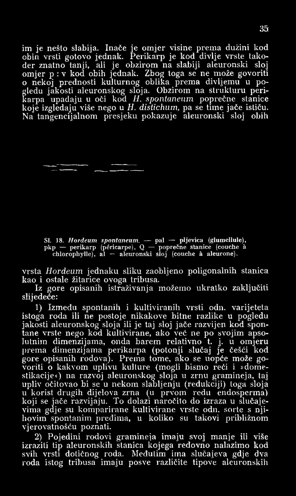 Zbog toga se ne može govoriti o nekoj prednosti kulturnog oblika prema divljemu u potarpa upadaju u oči kod H. spontaneum poprečne stanice leđu jakosti aleuronskog sloja.