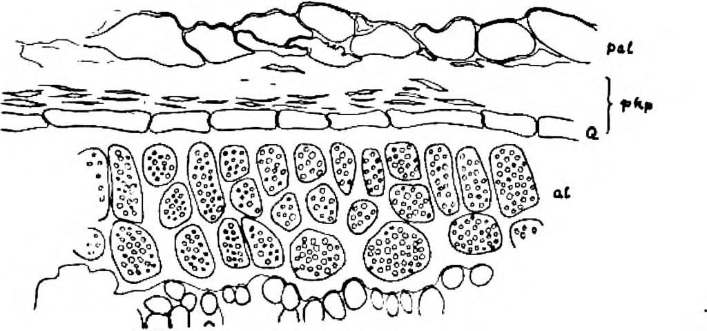 pal pljevica (glumellule), pkp perikarp (péricarpe), Q poprečne stanice (couche à chlorophylle), al aleuronski sloj (couche à aleurone).