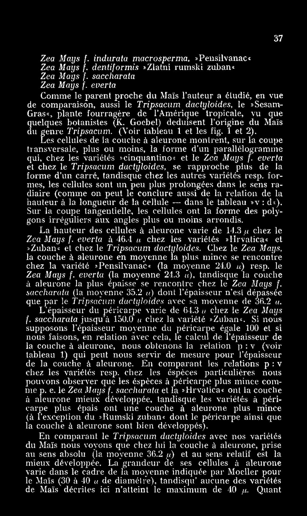 (K. Goebel) déduisent l origine du Maïs du genre Tripsacum. (Voir tableau 1 et les fig. 1 et 2).