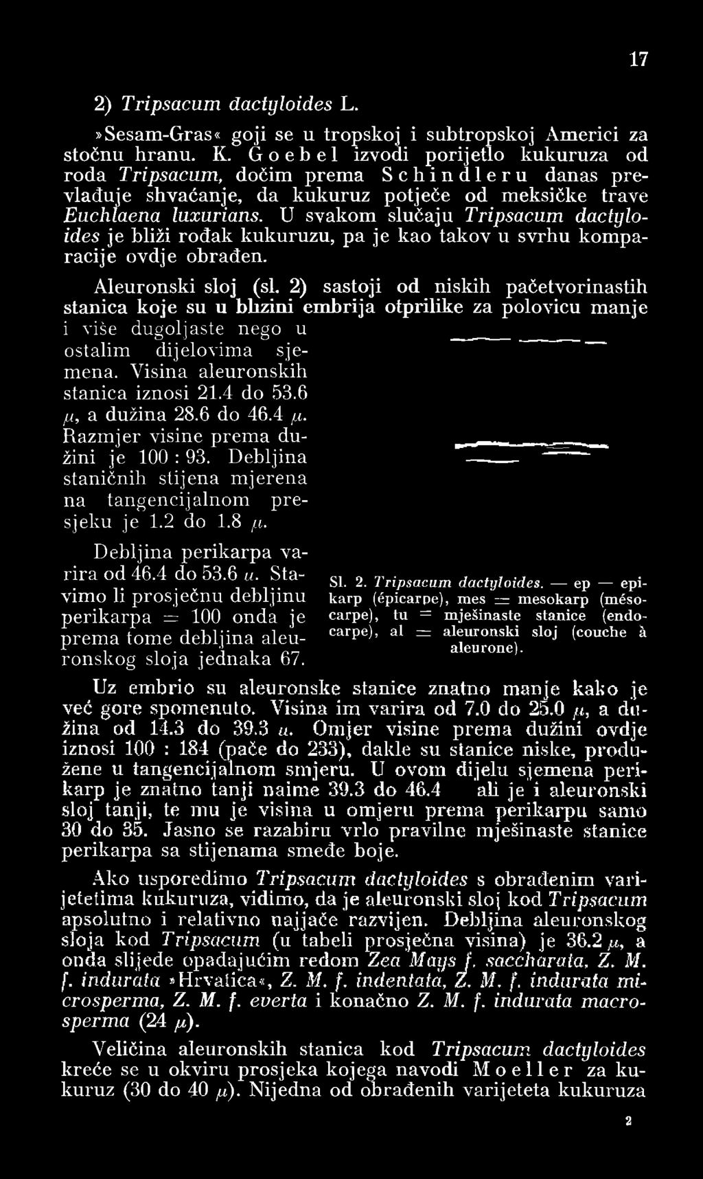 U svakom slučaju Tripsacum dactyloides je hliži rođak kukuruzu, pa je kao takov u svrhu komparacije ovdje obrađen. Aleuronski sloj (si.