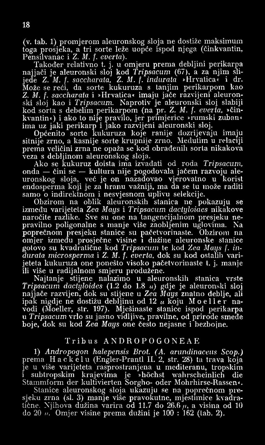 Može se reći, da sorte kukuruza s tanjim perikarpom kao Z. M. f. saccharata i»hrvatica«imaju jače razvijeni aleuronski sloj kao i Tripsacum.