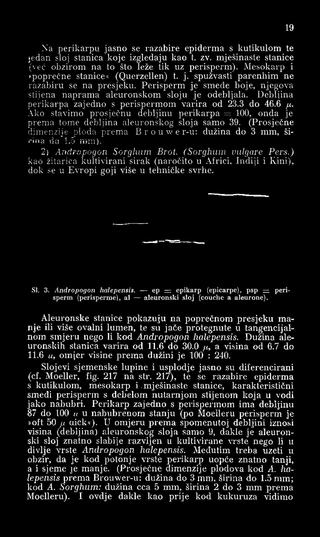 Debljina perikarpa zajedno s perispermom varira od 23.3 do 46.6 p. Ako stavimo prosječnu debljinu perikarpa = 100, onda je prema tome debljina aleuronskog sloja samo 39.