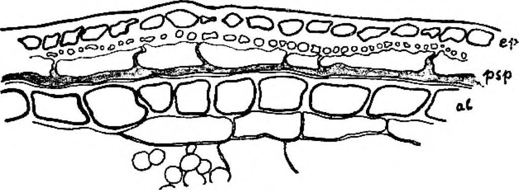 ) kao žitarica kultivirani sirak (naročito u Africi, Indiji i Kini), dok se u Evropi goji više u tehničke svrhe. 19 SI. 3. Andropogon halepensis. ep = epikarp (epicarpe), psp =.