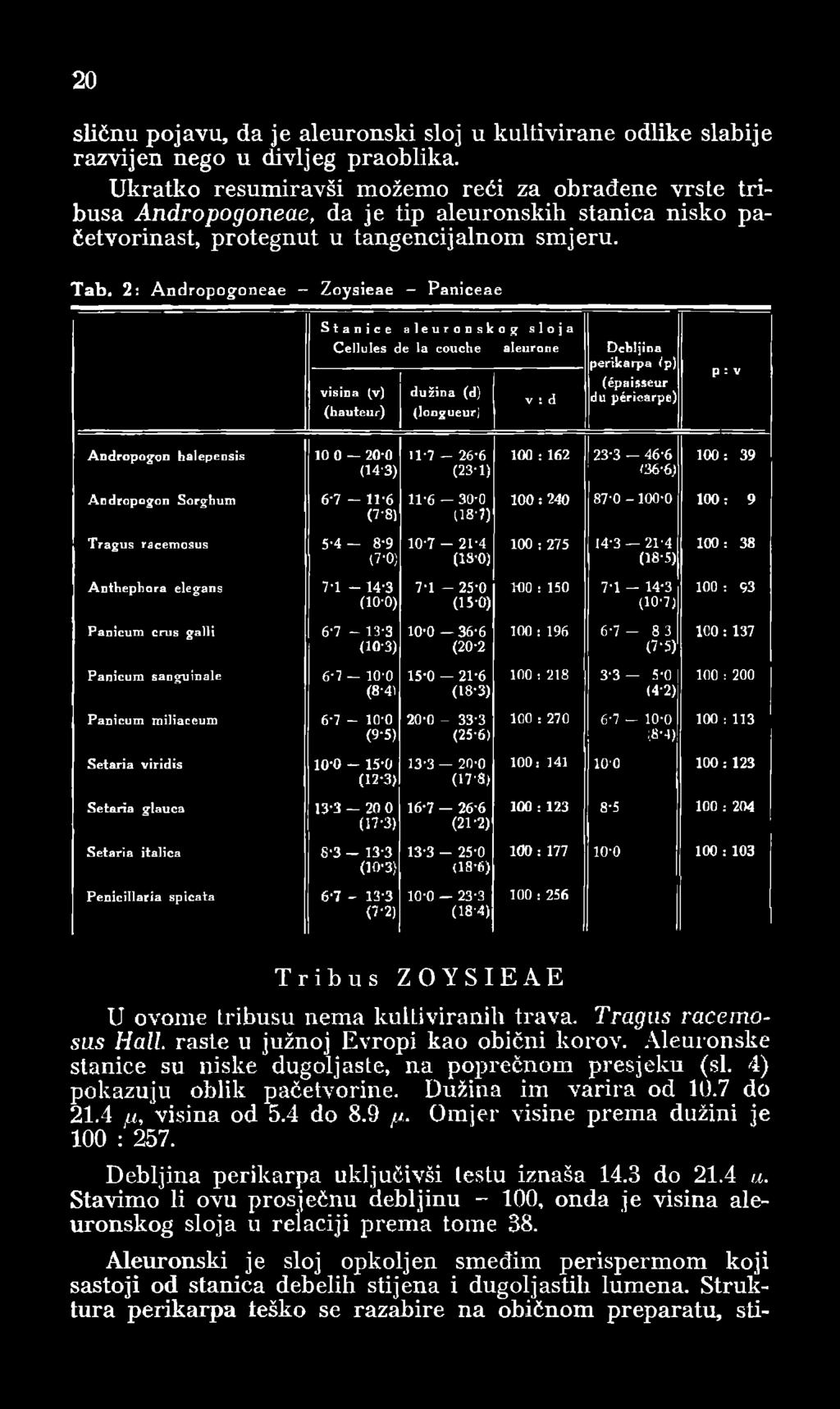T ab, 2: Andropogoneae Zoysieae - Paniceae Stanice aleuronsk C ellu les de la couche v is in a (y) d u ž in a (d) (h a u te u r ) (lo n g u eu r) o g sloja a leu ro n e v : d D e b ljin a p e r ik a