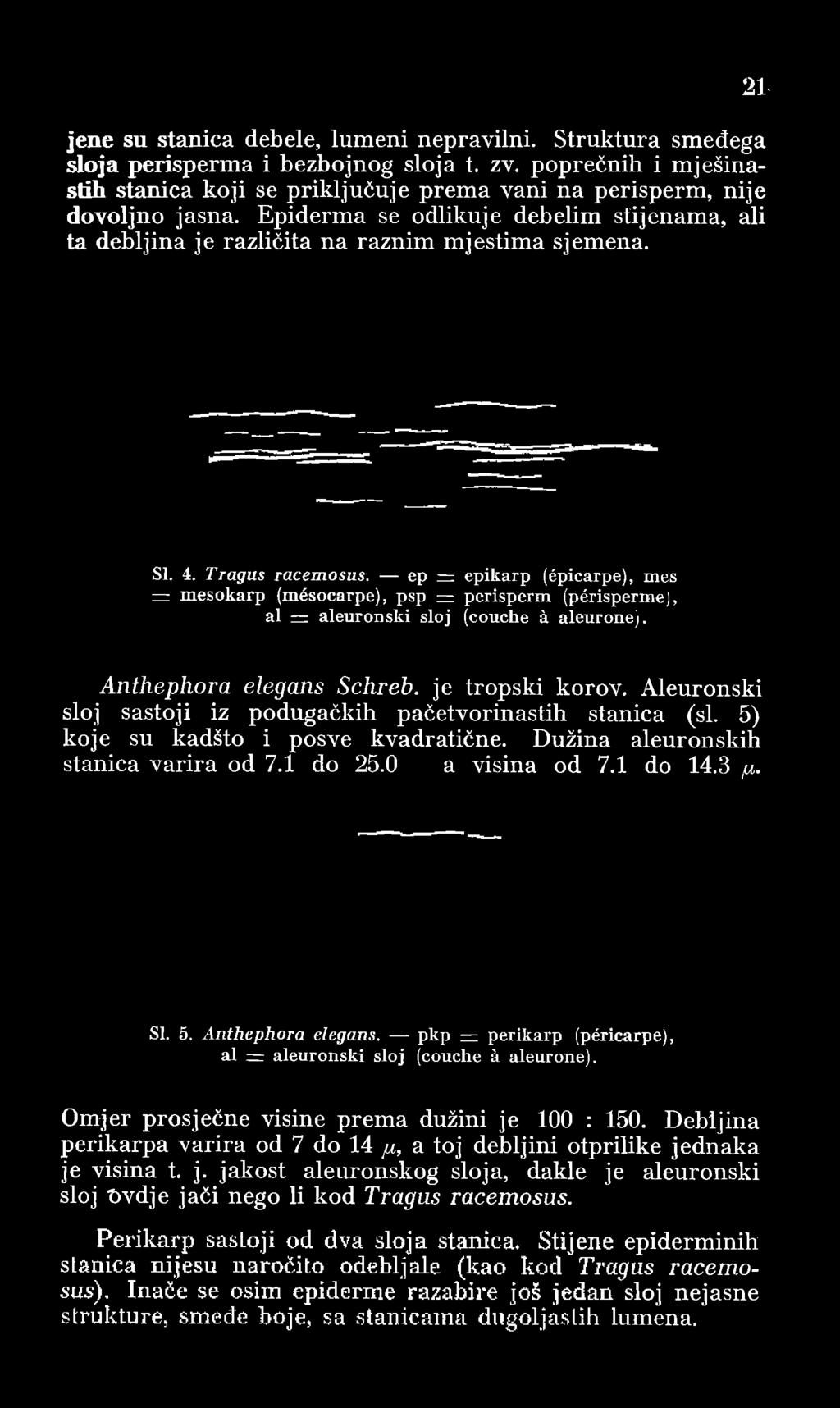 ep =; epikarp (épicarpe), mes = mesokarp (mésocarpe), psp = perisperm (périsperme), al = aleuronski sloj (couche à aleurone). Anthephora elegans Schreb. je tropski korov.