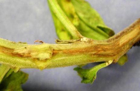 Tretiranje (zaprašivanje ili potapanje) semena fungicidima na bazi Tirama, Kaptana, Metalaksila i dr. Zaprašivanje semena je prilično jednostavan postupak.