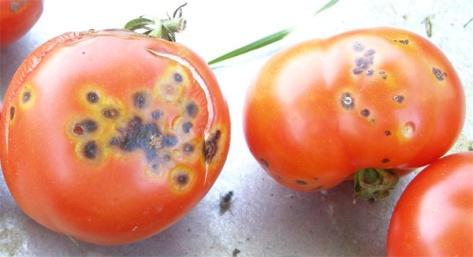 fulvan - plesnivost lista paradajza, Sclerotinia sclerotiurum -bela trulež