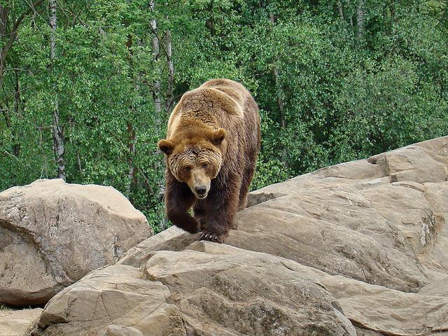 4.8. Smeđi medvjed (Ursus arctos L.) Krzno Slika 9. Smeđi medvjed (Ursus arctos L.) http://www.flickriver.