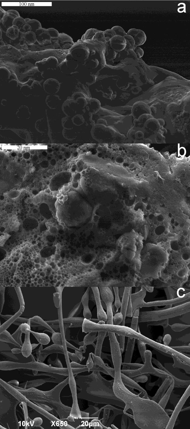 bubrenju levana mogu biti pukotine koje se zapažaju na granulama kopolimerima većim od 30 μm (slika 4.29a).