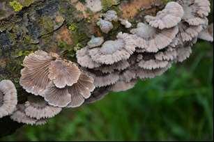 plodonosnih tijela, zbog čega ove gljive ne treba brati u prirodi već ih treba proizvoditi u