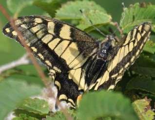 Lastin repak Papilio machaon Prugasti jedrilac Iphiclides podalirius Red Lepidoptera: Iphiclides podalirius Linnaeus, 1758 prugasti jedrilac (Grafik 5., Fototablica 2.