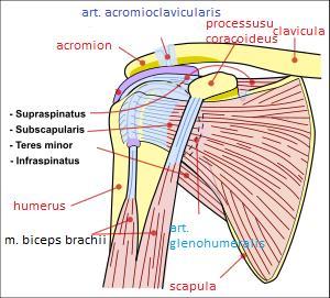 Slika 1. Crtež struktura ramenog pojasa te mišića rotatorne manžete desnog ramena s prednje i stražnje strane. Prema: (77).