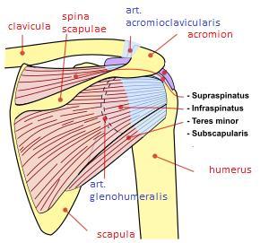 plexus brachialis) inervira mišiće ramenog obruča, kao i čitavi gornji ekstremitet. On polazi iz vratne kralježnice, a usmjeren je diistalno, prema aksili.