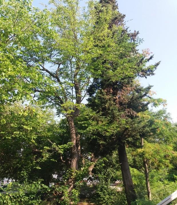Dorbić) Preporuka i mjere njege drvoreda Mjere njege drvoreda su nešto složenije budući da stabla u gradskim uvjetima rastu u znatno složenijim ekološkim uvjetima.
