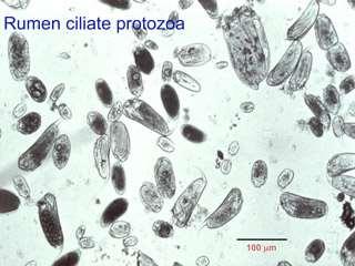 Cilijati, Flagelati 20-200μm Pretvaraju biljne u animalne belančevine fagocitoza