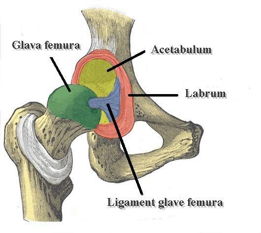 bol u zglobovima pod opterećenjem učinkovito liječenje artroze koljena