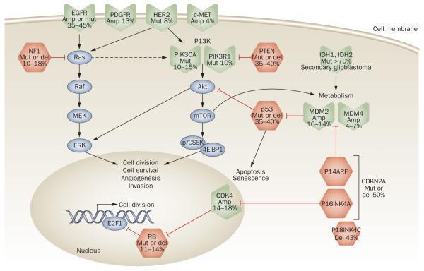 supresorskih gena tijekom napredovanja karcinoma. p53 je također nužan za apoptozu induciranu oštećenjem DNA.