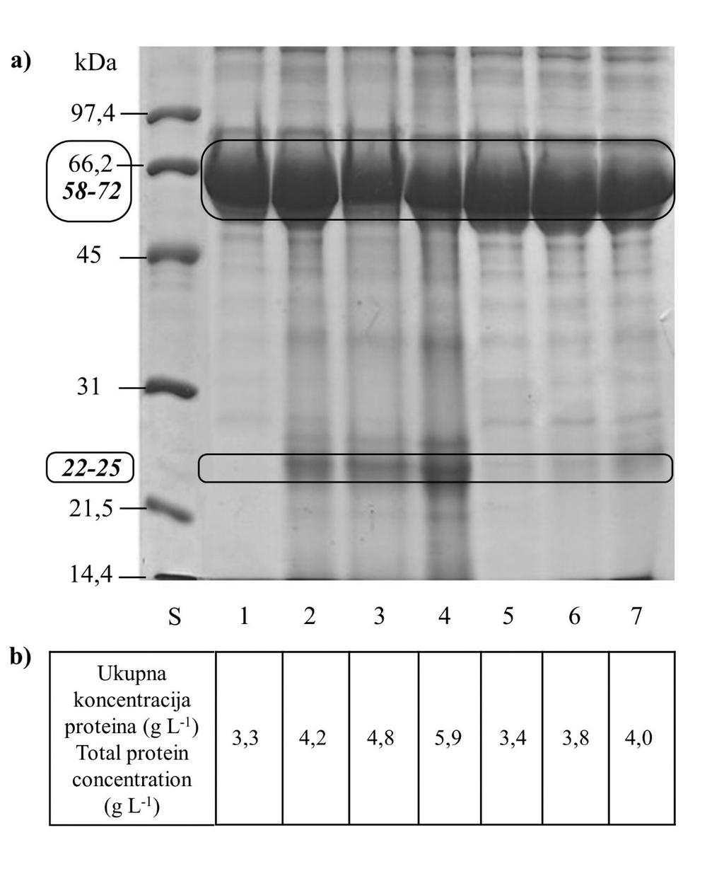 100 Slika 1. a) SDS-PAGE- proteinski profil u uzorcima medija. S-standardi. Medij s 5% seruma te 0, 1, 2 i 4 g L -1 izolata pogače lana (1-4) i 0,1, 0,2 i 0,4 g L -1 izolata pogače lana (5-7).