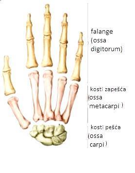 Biomehanicki Model Ljudske Sake Za Rehabilitaciju Pacijenata S Parezom Prstiju Pdf Free Download