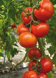 seeds & sharing Zadovoljstvo nam je da vam predstavimo novi sortiment paradajza za proizvodnju u zemljištu za 2017-tu godinu, sa nizom potpuno novih hibrida i sa novim idejama o proizvodnji paradajza.