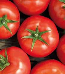 Hibrid sa velikim, ujedančenim obezbeđuje kvalitetne plodove, sa nešto žute kovrdžavosti lista paradajza). Veoma proizvodnim uslovima.