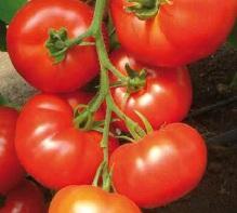 Slika 3.4.2. Plod rajčice kultivara 'Alamina' (https://www.kadmo.hr/) 'Clarabella' ima krupne, čvrste, malo spljoštene plodove. Plodovi nemaju zeleni prsten oko peteljke i nisu podložni pucanju.