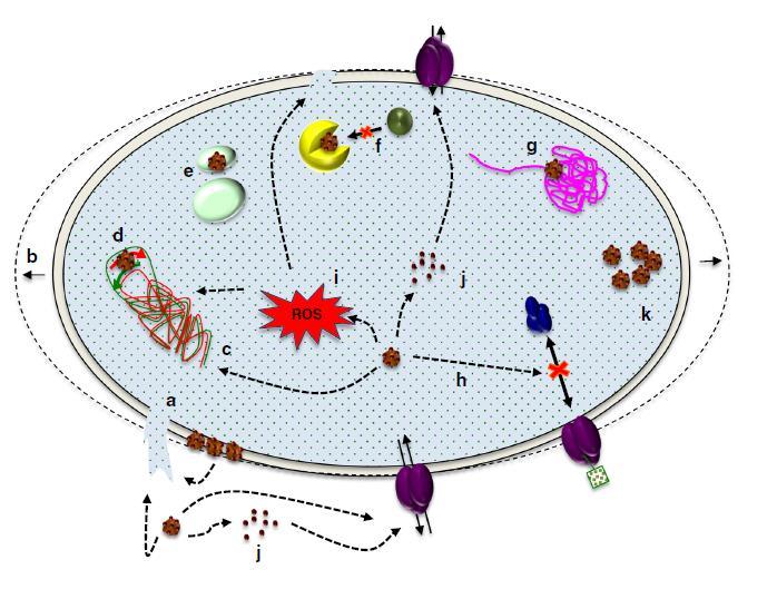 proizvodnjom slobodnih radikala. Inhibicija sinteze stanične stjenke kao i sinteze proteina izazvana je nanočesticama srebra što u konačnici dovodi do curenja ATP-a (Ahmed i sur., 2016). Slika 3.