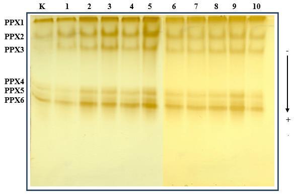 REZULTATI Na Slici 29. prikazana je aktivnost PPX u gelu. U analiziranim uzorcima detektirano je šest izoformi navedenoga enzima, koje su prema rastućoj pokretljivosti u gelu označene kao PPX1 PPX6.