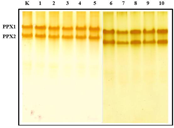 REZULTATI Slika 32. Aktivnost i izoforme PPX u gelu nakon nativne PAG elektroforeze u korijenu odraslih biljaka duhana koje su tretirane sedam dana u vodenim otopinama AgNP i AgNO3.