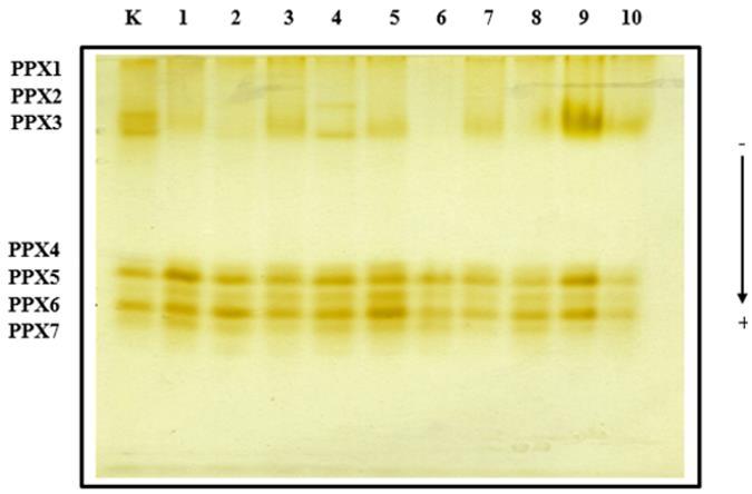 REZULTATI Izoforme PPX4 PPX7 bile su vidljive u svim tretmanima sa AgNO3, no najjači intenzitet pokazale su na koncentraciji od 100 μm.