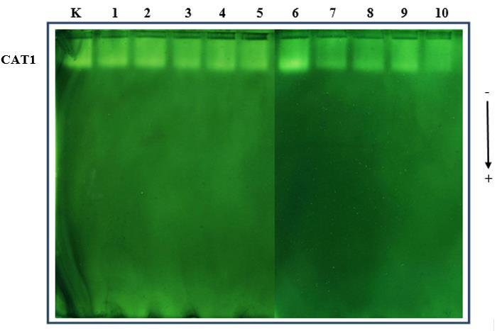 REZULTATI Slika 41. Aktivnost i izoforme CAT u gelu nakon nativne PAG elektroforeze u klijancima duhana koji su 30 dana rasli na podlogama koje su sadržavale AgNP i AgNO3.
