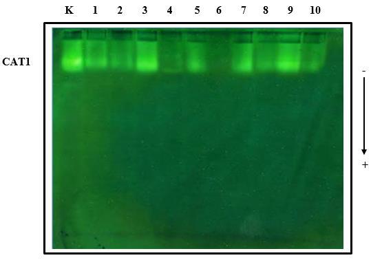 REZULTATI Slika 45. Aktivnost i izoforme CAT u gelu nakon nativne PAG elektroforeze u listovima odraslih biljaka duhana koje su tretirane sedam dana u vodenim otopinama AgNP i AgNO3.
