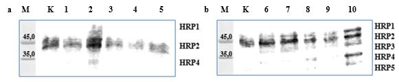 REZULTATI tretmanima sa 75 i 500 μm AgNO3. Intenzitet vrpci svih izoformi HRP bio je najjače izražen u klijancima koji su bili tretirani sa 500 μm AgNO3. Slika 49.