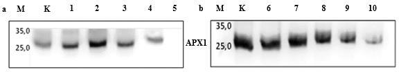 REZULTATI Slika 52. Imunodetekcija proteina APX u klijancima duhana koji su 30 dana rasli na podlogama koje su sadržavale a) AgNP i b) AgNO3.
