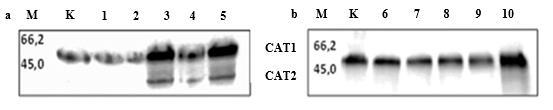 REZULTATI Na Slici 57. prikazana je ekspresija CAT u listovima biljaka duhana tretiranih sa AgNP i AgNO3, gdje su uočene dvije vrpce molekulskih masa od 60 kda (CAT1) i 45 kda (CAT2).