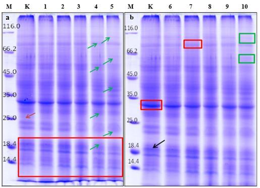 REZULTATI Na gelu bojanom bojom CBB (Slika 63b.) uočila sam nekoliko razlika u ekspresiji proteina u korijenu biljaka duhana izloženih AgNO3 u odnosu na kontrolu.